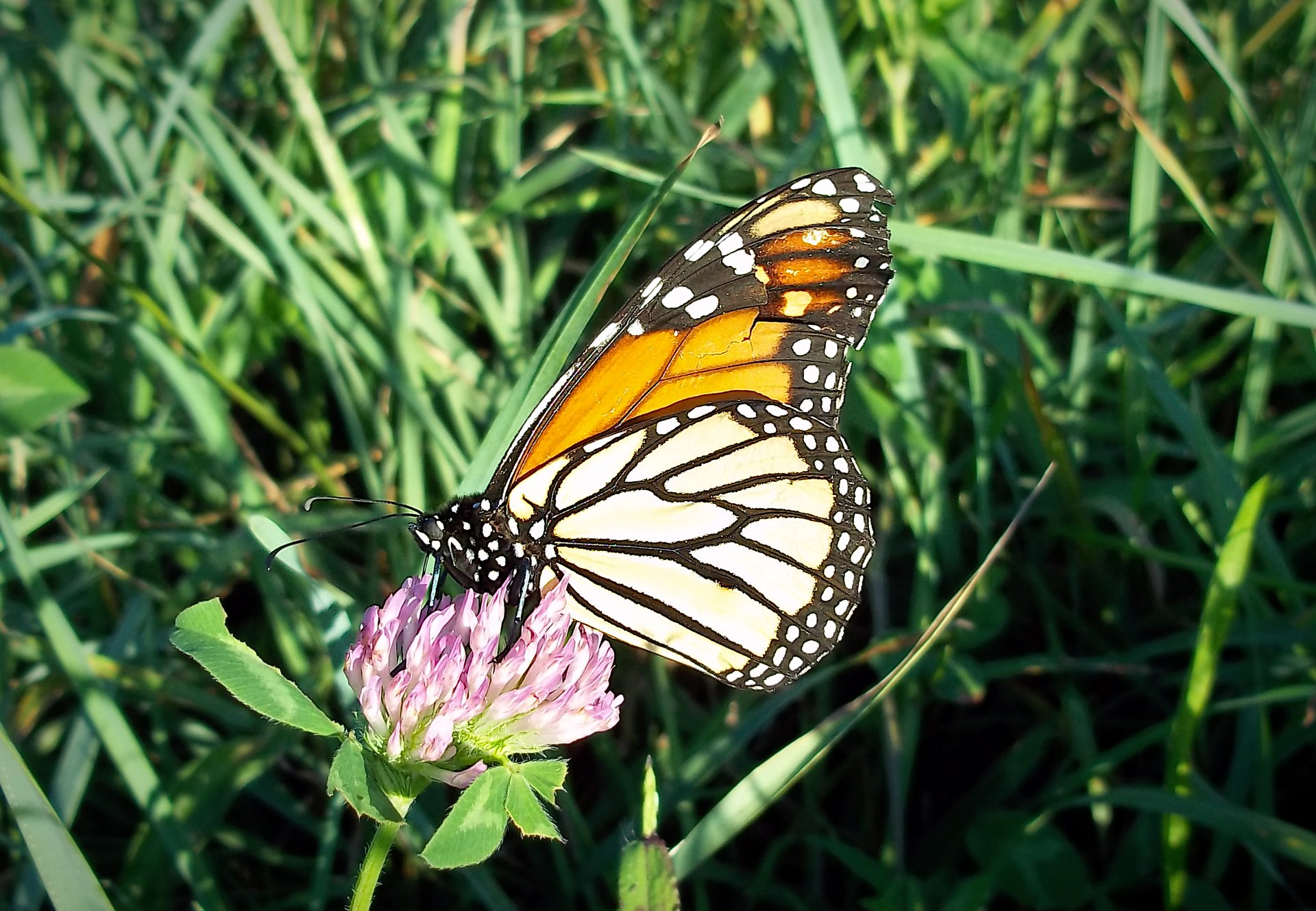 Monarch
